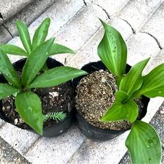 ギボウシ（寒河江）2株
の画像