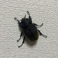ヘラクレス レイディ　♀単品　即ブリ