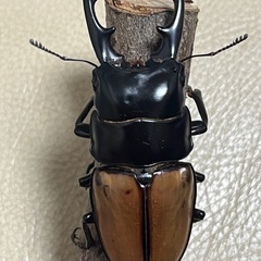 ラフェルトノコギリクワガタ
