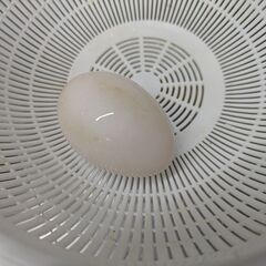 カユーガ　卵　ご家族で孵化させてヒヨコから育ててください。 - 町田市