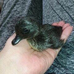 カユーガ　卵　ご家族で孵化させてヒヨコから育ててください。 - ペット