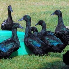 カユーガ　卵　ご家族で孵化させてヒヨコから育ててください。 − 東京都