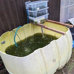 錦鯉8匹セット　25センチ〜30センチ程度（目見当）の画像