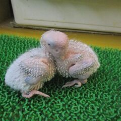 ウロコインコ　雛　サンチーク