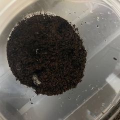 タイゴホンヅノカブト（シャム）　2齢幼虫5匹セットの画像