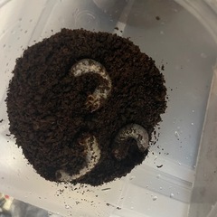 タイゴホンヅノカブト（シャム）　2齢幼虫5匹セットの画像