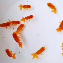 ○らんちゅう 宇野  宇野系の画像