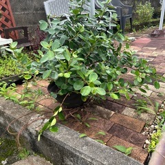 　がじゅまる　　ガジュマル　　