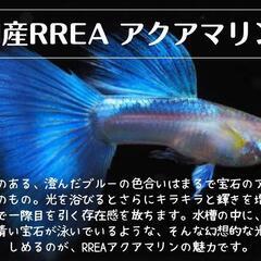 国産グッピー RREAトパーズ