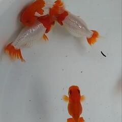 ○らんちゅう 宇野  宇野系の画像