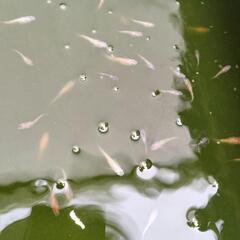 夜桜　メダカ　ミックス　の画像