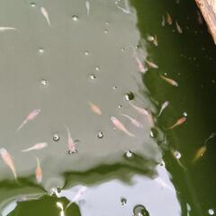 夜桜　メダカ　ミックス　の画像