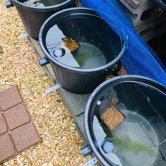 メダカ飼育ケース　１０リットルの画像