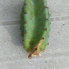 柱サボテン　多肉植物　観葉植物　引き取りのみの画像