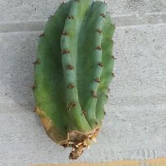 柱サボテン　多肉植物　観葉植物　引き取りのみ