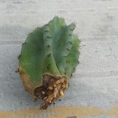 柱サボテン　多肉植物　観葉植物　引き取りのみの画像