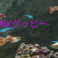 人気の！色々MIXグッピー①💓メダカ水槽に❣️