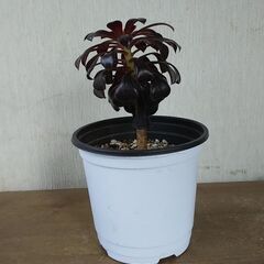 アエオニウム　サンシモン　黒法師　多肉植物　引き取りのみの画像