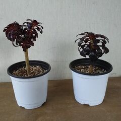 アエオニウム　サンシモン　黒法師　多肉植物　引き取りのみの画像
