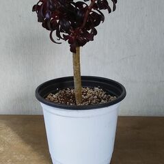 アエオニウム　サンシモン　黒法師　多肉植物　引き取りのみの画像