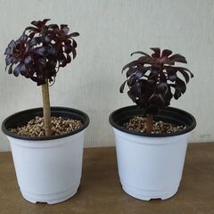 アエオニウム　サンシモン　黒法師　多肉植物　引き取りのみ