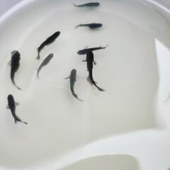 メダカ◯黒系◯めだか