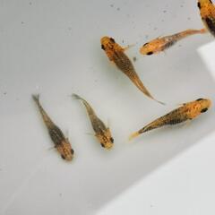 めだか◯竜章鳳姿◯メダカ