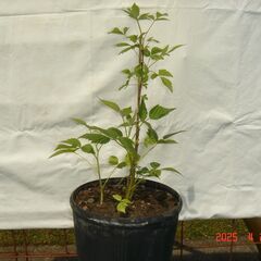 鉢植のラズベリー（木いちご）品種名サマーフェスティバル