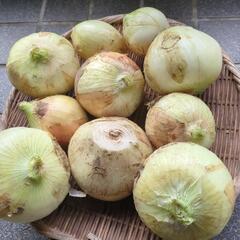 ⑥碧南　新玉ねぎ　約3kg