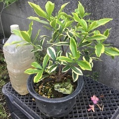 沈丁花　前島の画像