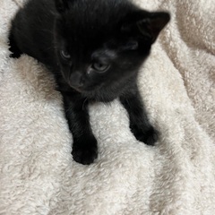 一緒に迎えてね⭐️黒猫＆ちょいグレー🩶姉妹