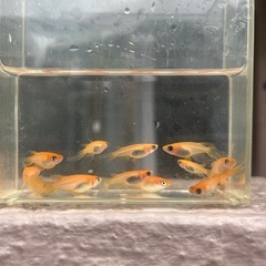 メダカ🐟　楊貴妃　鰭長