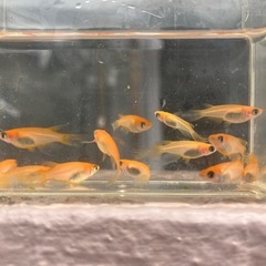 メダカ🐟　楊貴妃　鰭長の画像