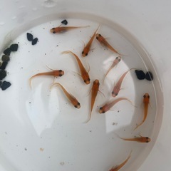 メダカ🐟　楊貴妃　鰭長の画像
