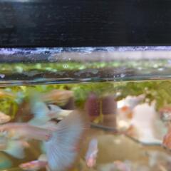 グッピー(熱帯魚)