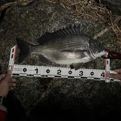 釣り仲間募集
