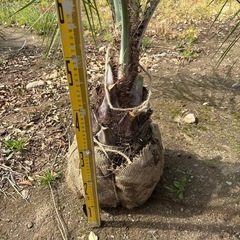 ココスヤシ引き取り限定