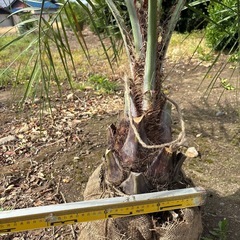 ココスヤシ引き取り限定