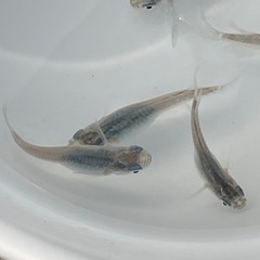 深海めだか　深海メダカ  1匹
