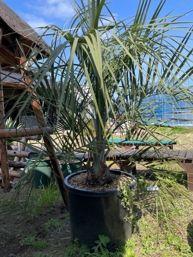 ココスヤシ　♪興味がある方ソテツも1株お裾分けします