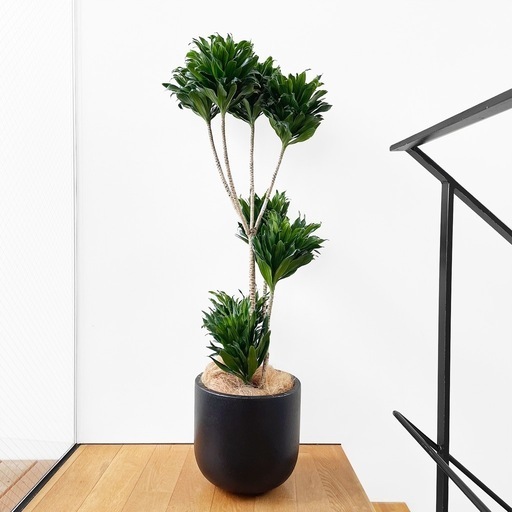観葉植物 ドラセナ コンパクタ 130cm
