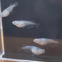 メダカ4匹＋α