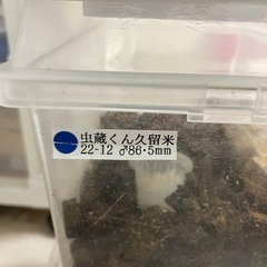国産オオクワガタの画像