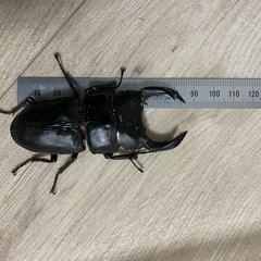 国産オオクワガタ
