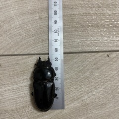 国産オオクワガタの画像