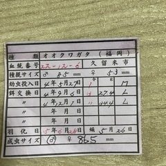 国産オオクワガタの画像