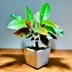 ランキングキーワードに紐づく投稿画像-観葉植物