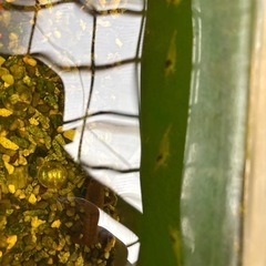 ザリガニ、メダカ、藻エビ多数の画像