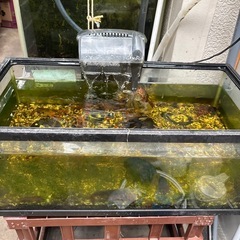 ザリガニ、メダカ、藻エビ多数の画像