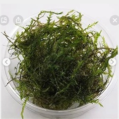 ⑨　ウィローモス  10g 複数購入可